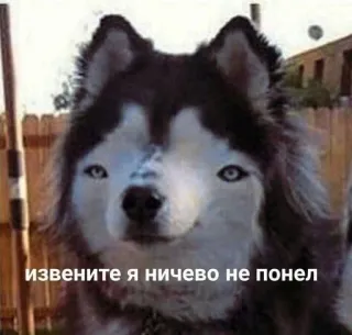 🙂 извените я ничего не понел Hund, Husky, Meme, Lustig, Tier, Verwirrt whatsapp sticker