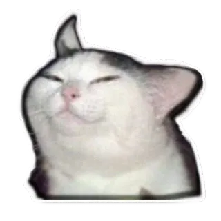 🙀 chat, animal, animal de compagnie, joyeux, mignon, autocollant telegram sticker