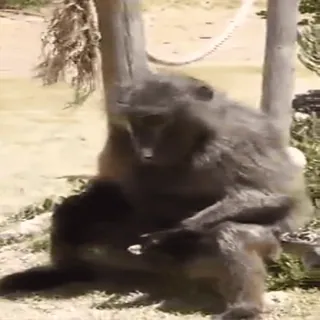 🍴 monkey, animal, baboon, wildlife, primate, zoo telegram sticker