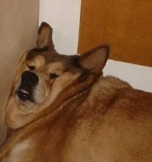 😢 dog, funny, sleepy, cute, meme, animal, pet, funny face whatsapp sticker