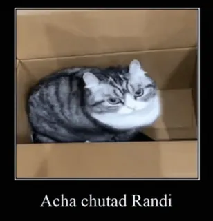 😒 Acha ch**** Randi 고양이, 상자, 불쾌한, 모욕적인, 비방 telegram sticker