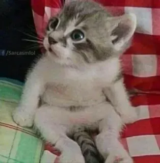 🙄 kotek, kot, zwierzę, słodki, mem telegram sticker