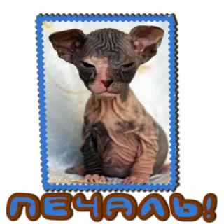 😖 ПЕЧАЛЬ! sphynx, cat, pet, sad, russian, sticker telegram sticker