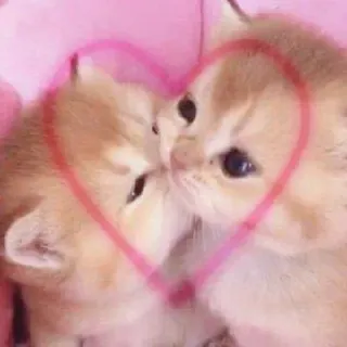 ❤ 子猫, 猫, ハート, 愛, かわいい, 動物, ペット telegram sticker
