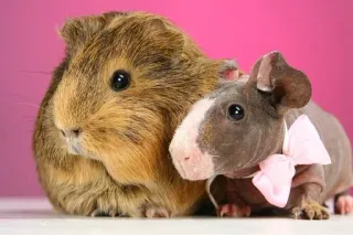 🤨 porcellini d'India, cavia senza pelo, animali domestici, animali, fiocco, carino whatsapp sticker