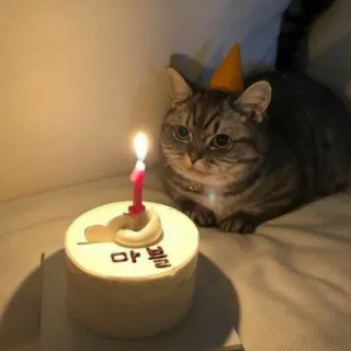 🎂 마블 Katze, Geburtstag, Kuchen, Partyhut, Kerze telegram sticker