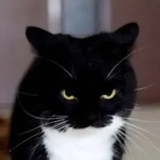 😡 cat, black and white, pet, animal, domestic cat whatsapp sticker