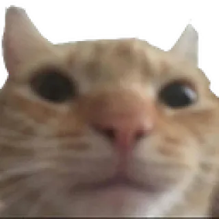 🌘 cat, animal, pet, cute, kitten, domestic telegram sticker