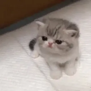 😡 chaton, chat, mignon, animal de compagnie, animal, domestique telegram sticker
