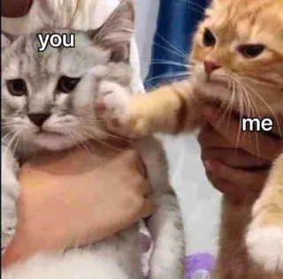 😡 you me cat, animals, meme, funny, violence, fight, aggression whatsapp sticker