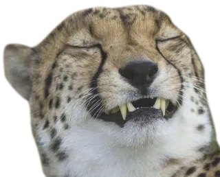 😁 cheetah, animal, cat, meme, funny, expression whatsapp sticker