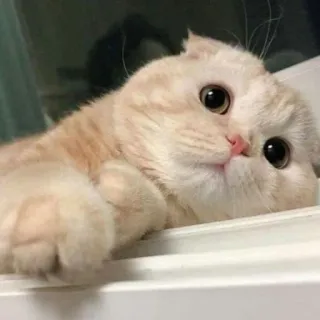 😾 猫, 動物, ペット, 可愛い, ネコ科 telegram sticker