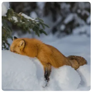 💤 fox, red fox, animal, snow, nature, winter telegram sticker