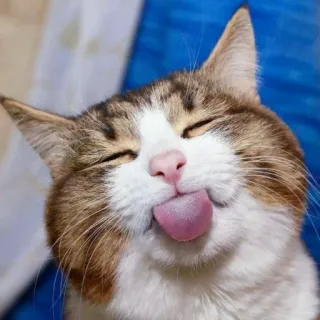 😺 chat, animal, langue, mignon, animal de compagnie, animal domestique telegram sticker