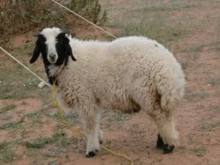 🐑 sheep, animal, livestock, wool, domestic animal whatsapp sticker