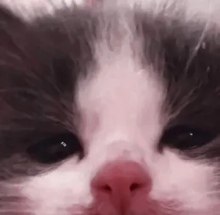 🤍 小猫, 猫, 动物, 可爱, 宠物 telegram sticker