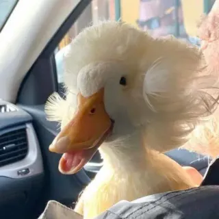 😀 duck, bird, animal, cute, fluffy, car whatsapp sticker