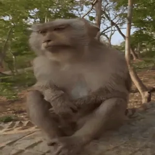 😩 monkey, animal, wildlife, primate, nature, mammal telegram sticker