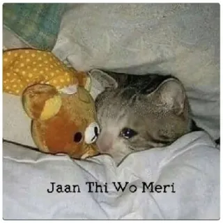 🥺 Jaan Thi Wo Meri cat, sad, love, teddy bear, pet, animal telegram sticker