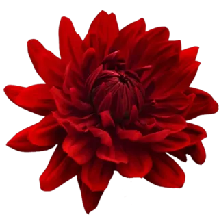 🌻 цветок, красный, георгин, растение, природа telegram sticker