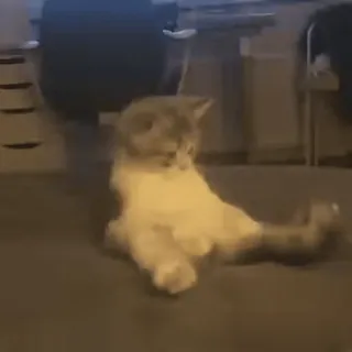😳 cat, animal, pet, sitting whatsapp sticker