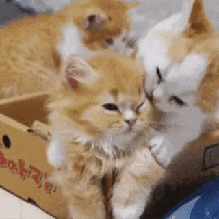😽 chats, chatons, famille, mignon, animaux, animal de compagnie telegram sticker