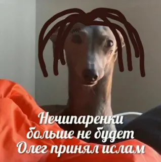 😒 Нечипаренки больше не будет Олег принял ислам chien, humour, mème, russe whatsapp sticker