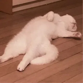 😵‍💫 кот, спящий, белый кот, питомец, животное, расслабленный, милый telegram sticker