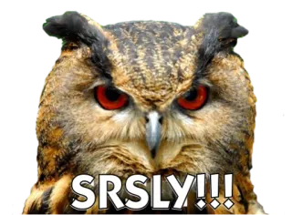 🐧 SRSLY!!! сова, серьезный, птица, животное, смотреть пристально telegram sticker