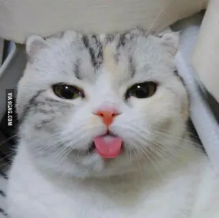 ‼️ Katze, Zunge, Tier, süß, Meme telegram sticker