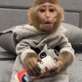 🍬 macaco, animal, fofo, primata, escova de dentes, engraçado telegram sticker