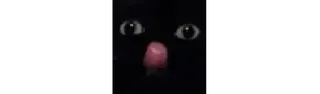 👅 black cat whatsapp sticker
