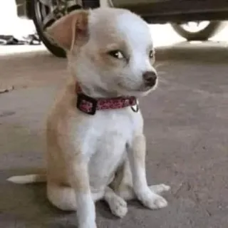 👀 chien, chihuahua, chiot, animal, animal de compagnie, drôle telegram sticker