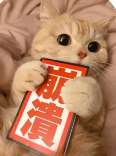 😭 献 漬 gato, animal, japonés, texto, lindo, pegatina telegram sticker