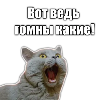 💩 Вот ведь гомны какие! cat, russian, funny, meme telegram sticker