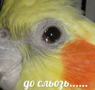 😥 до сльоз... นก, ตา, ค็อกกาเทล, ภาพระยะใกล้ telegram sticker