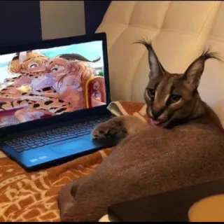 🌟 cat, laptop, anime, cartoon, feline telegram sticker