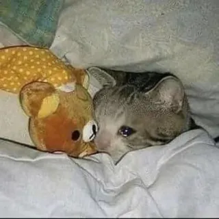 😭 gatto, animale, animale domestico, carino, triste, orso, giocattolo, letto telegram sticker