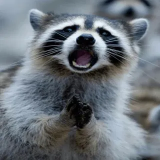 😱 mapache, animal, mamífero, fauna, lindo, gracioso whatsapp sticker