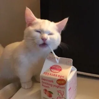 😂 Denmark NEW! Drinking Yoghurt Peach gatto, yogurt, pesca, bevanda, cartone telegram sticker