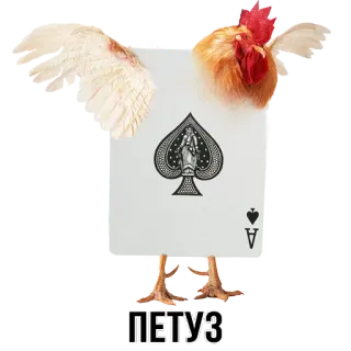 🐔 ПЕТУЗ chicken, playing card, ace of spades, rooster, bird whatsapp sticker