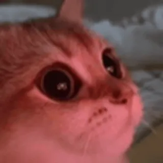 😻