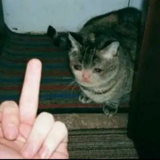 😢 kucing, jari tengah, gestur ofensif, meme, binatang telegram sticker