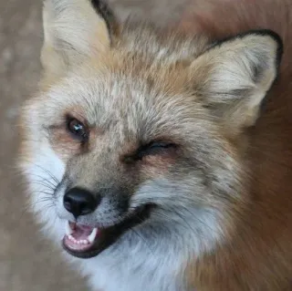 🦊 whatsapp sticker