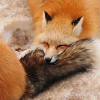 🦊 whatsapp sticker