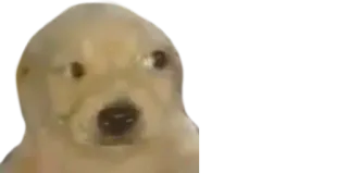 🤨 cachorro, animal, meme, engraçado, animal de estimação telegram sticker