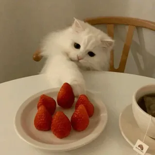 💓 кот, клубника, милый, животное, домашнее животное, еда, пушистый, белый, стол whatsapp sticker