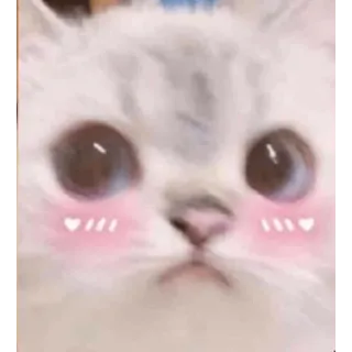😳 cat, cute, animal, pet, kawaii, sticker, kitten telegram sticker