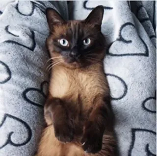🙃 кот, животное, питомец, милый, коричневый, домашний, кошачий telegram sticker