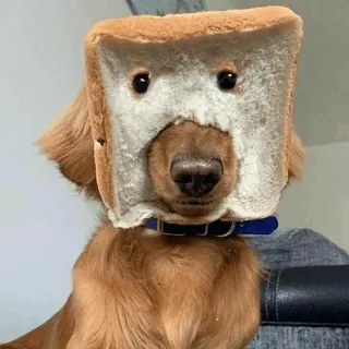 🐾 Hund, Brot, Tier, Haustier, Golden Retriever, lustig, Kostüm whatsapp sticker